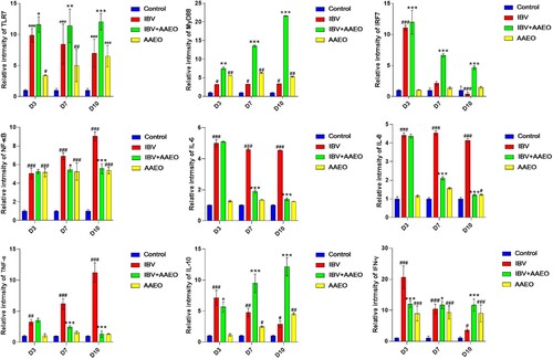 Figure 6. Effect of AAEO on cytokines in the trachea and lungs infected with IBV was examined using RT-qPCR. The trachea and lungs obtained on days 3, 7, and 10 were ground and lysed under frozen conditions for RNA extraction. #P < 0.05, ##P < 0.01, ###P < 0.001 versus the control group; *P < 0.05, **P < 0.01, ***P < 0.001 versus the IBV group.