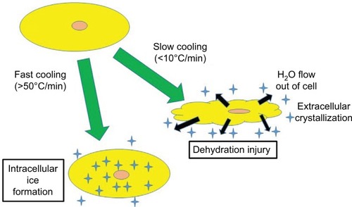 Figure 1 Cooling-induced cellular changes.