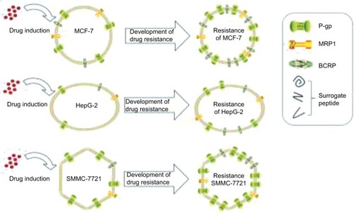 Figure 5 The overexpression of ABC transporters in cells and its effect on the development of drug resistance.