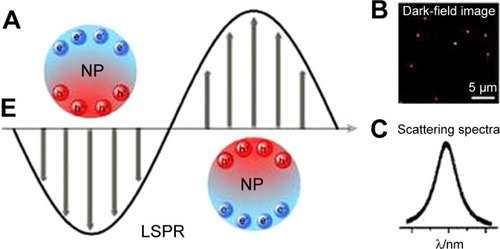 Figure 1 (A) Schematic description of localized surface plasmon resonance in metal NPs. (B) Dark-field image of NPs. (C) Scattering spectrum of a single NP.Notes: Reproduced from Xie T, Jing C, Long YT. Single plasmonic nanoparticles as ultrasensi tive sensors. Analyst. 2017;142(3):409–420,Citation25 http://pubs.rsc.org/en/Content/ArticleLanding/2017/AN/C6AN01852A#!divAbstract, with permission of The Royal Society of Chemistry.Abbreviations: LSPR, localized surface plasmon resonance; NP, nanoparticle.