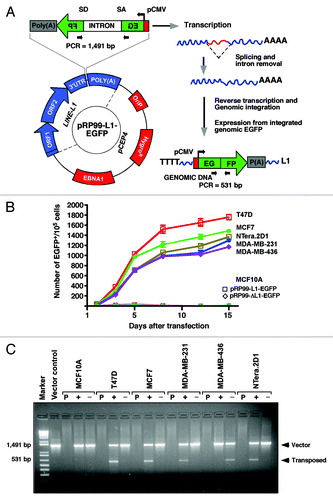 Figure 2. The LINE-1 retrotransposition cassette. (A) Schematic diagrams of the pRP99-L1-EGFP expression cassettes used for LINE-1 retrotransposition assays. LINE-1 transcription is driven by its own 5′UTR, which harbors an internal promoter. This LINE-1 retrotransposon contains an intron-interrupted EGFP reporter in the 3′UTR region with its own CMV promoter and polyadenylation signal. The EGFP indicator cassette is in an antisense orientation relative to LINE-1. Only when EGFP is transcribed from the LINE-1 promoter, spliced, reverse transcribed and integrated into the genome does a cell become EGFP positive. Arrows depict the location of the geno-5 (left) and geno-3 (right) primers used in the PCR assay shown below. SD, splice donor; SA, splice acceptor. (B) Detection of sustained retrotransposition events in breast cancer cells. The number of EGFP-positive cells was plotted over time for pRP99-L1-EGFP transfected cells. Each time point represents cell populations from three independent experiments. Sampling and analysis were performed at 1, 3, 5, 8, 12, and 15 d after the plating of transfected cells. The X-axis indicates the number of EGFP-positive cells per 105 cells analyzed. The error bars indicate s.d (C) PCR analysis of retrotransposed cells. The geno-5 and geno-3 primers, flanking the intron in EGFP, were used for PCR amplification of genomic DNA, and the obtained products were analyzed on a 1.2% agarose gel. PCR products of 1.49 kb (corresponding to the intron-containing vector) and 530 bp (corresponding to the retrotransposed insertion that lacks the 909 bp intron) are shown. As a negative control, genomic DNA from the parental cells (P) was used. The symbols + and – represent the active LINE-1 (pRP99-L1-EGFP) and the inactive LINE-1 (pRP-ΔL1-EGFP) transfected cells, respectively. Vector, 1 ng plasmid DNA; Marker, 1 kb-plus DNA marker.