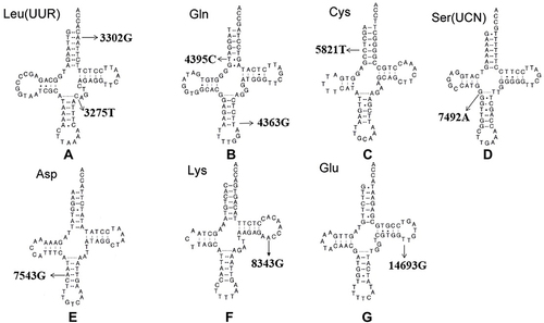 Figure 5 (A-G) Cloverleaf structure of mt-tRNA genes, arrows indicate the positions of PCOS-IR related mutations.