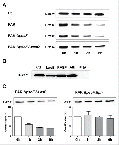 Figure 1. The degradation of IL-22 Is dependent on P. aeruginosa T2SS and protease IV. (A) IL-22 (50 ng) was incubated with secretomes from a wild-type P. aeruginosa PAK strain, a T3SS-deficient strain (PAKΔpscF), a double T3SS- and T2SS-deficient strain (PAKΔpscFΔxcpQ), or Luria broth as a control. (B) IL-22 samples were incubated with the following purified P. aeruginosa proteases: elastase B (LasB), PA small protease (PASP), protease IV (P-IV), or with alkaline protease (Alk). (C) IL-22 was also incubated with secretomes from PAK ΔpscFΔLasB (a T3SS and elastase B-deficient strain) or PAK ΔpscFΔpiv (a T3SS and protease IV-deficient strain). Proteins were extracted after incubation for various times as indicated in panels (A, C) or after 30 min (B) and analyzed by protein gel blotting using a specific anti-IL-22 antibody. Results are representative of 3 independent experiments.