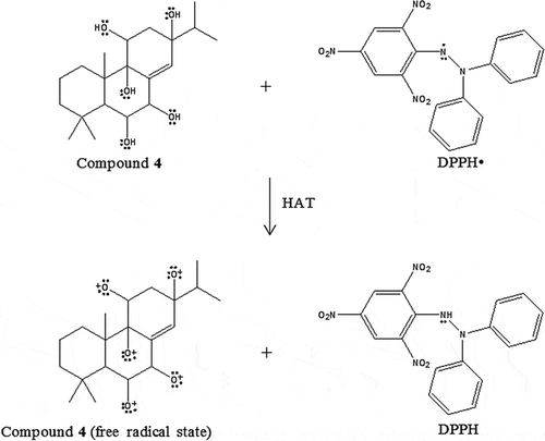 Figure 4. The proposed chemical reaction of kaempfolienol (4) in antioxidant assay DPPH via HAT mechanism.