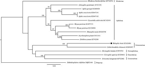 Figure 1. The maximum-likelihood tree of M. rhois and 16 accessions of Aphididae downloaded from GenBank using Daktulosphaira vitifoliae as an outgroup. Numbers above the branches indicate the bootstrap support values ≥50%. GenBank accession numbers and subfamily affiliations were indicated to the right of the terminals.
