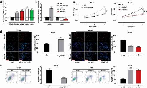 Figure 2. Regulatory effect of circ_0001955 on NSCLC cell proliferation and apoptosis.