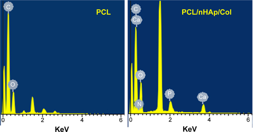 Figure S2 Energy analysis showing additional nitrogen element in PCL/nHAp/Col membrane.Abbreviation: PCL/nHAp/Col, polycaprolactone/nanohydroxyapatite/collagen.