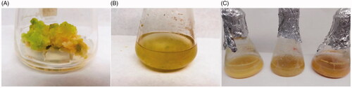 Figure 1. A: In vitro established callus culture of Linum usitatissimum. B: Inoculum for cell suspension cultures of Linum usitatissimum, derived from in vitro established callus culture. C: Cell suspension cultures of Linum usitatissimum fed at day 0, day 0 and 15 and day 0 and 25, respectively.