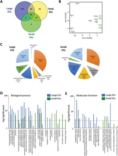 Figure 3. Proteome characterisation by nano-liquid chromatography–tandem mass spectrometry (LC-MS/MS) analysis reveals the specific protein signature of extracellular vesicle (EV) subpopulations. (A) Venn diagram of the identified proteins in total EV, large extracellular vesicle (lEV) and small extracellular vesicle (sEV) populations. Proteins were considered identified when at least two peptides were detected in at least two of the four biological replicates. The important overlap between total EV and sEV proteomes underlines the ability of 3T3-L1 adipocytes to secrete abundant sEVs, in comparison to lEVs, in serum-deprived culture conditions. (B) Principal component analysis (PCA) of EV subpopulations underlines the distinct protein composition between sEV and lEV fractions. Results are shown for the four independent adipocyte-derived EV biological preparations (total EVs, lEVs and sEVs) analysed by nano-LC-MS/MS analysis. PCA of identified proteins for each EV subtype shows a clear separation of lEVs from sEVs and total EVs. (C–E) Gene ontology (GO) terms of protein families enriched in lEV and sEV preparations. Identified proteins in lEV and sEV fractions, respectively, were classified according to cellular component (C), biological process (D) and molecular function (E) categories defined by the GO consortium using the Panther classification system database. (C) Cellular component GO analysis reveals an enrichment of membrane and organelle components for lEVs, and in the extracellular region and extracellular matrix for sEV. (D,E) GO categories with greater than five-fold enrichment are presented for lEV and sEV populations following classification according to biological process (D) or molecular function (E). The [–log(P)] is shown for each category indicated, where P is the significance. The dotted line represents the threshold (P = 0.01) over which the represented categories display a significant five-fold greater enrichment than expected by chance.