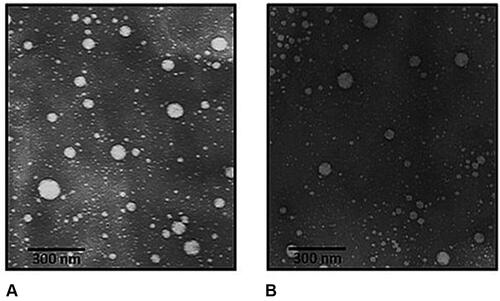 Figure 6 The morphology of EC-cysteamine nanoparticles alone (A) and EC-cysteamine nanoparticles loaded with rhodamine 123 (B).