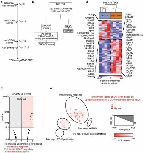 Figure 1. Transcriptome analysis of tumor endothelial cells from agonistic CD40 mAb or isotype control treated B16-F10 tumors: (a-b) Schemes outlining experimental setup (a) and bio informatic analysis (b) of tumor endothelial cells (TECs). (c) Hierarchical clustering of differentially expressed (DE) genes (119 upregulated; 67 downregulated) between agonistic CD40 mAb (n = 4 tumors) and isotype control treated (n=4 tumors) B16-F10-derived tumor endothelial cells (TECs) (FC 1.5; unadjusted p<≤0.05). The top 25 upregulated and downregulated genes are indicated. (d) Volcano plots of normalized enrichment scores (NES) and enrichment p-values in B16-F10 tumor endothelial cells based on GSEA using Hallmark pathway gene sets. Red circles (NES ≥ 1; p value ≤ 0.1) show gene sets positively enriched. (e) Network visualization of GOEA based on DE genes in tumor endothelial cells in response to anti-CD40 treatment in B16-F10 tumors using BiNGO and Enrichment Map. Red nodes represent the enriched GO-terms, node size and color represent corresponding FDR-adjusted enrichment p-values (p-value ≤ 0.05)