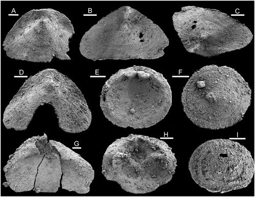 Figure 7. Hyolith opercula from sample 7000/68, Bystraya Formation, Uslon section, Georgievka, eastern Transbaikalia. A–D, Dauritheca triangula (Qian, Yin & Xiao, Citation2000). A, PMU 39277. B, C, PMU 39278. D, PMU 39279. G, PMU 39280. E, F, Conotheca mammilata Missarzhevsky in Rozanov et al., Citation1969. E, PMU 39281. F, PMU 39282. H, Operculum 1, PMU 39283. I, ‘Conotheca’ tenuis Missarzhevsky, Citation1989, PMU 39284. Scale bars: 100 µm (D–H), 200 µm (B, C, I), 1 mm (A).