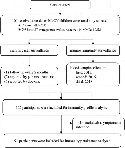 Figure 1. Flowchart of the study population, including recruitment and follow-up.