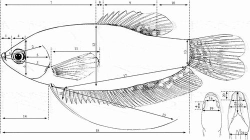 Figure 1. Morphometric characteristics measured in fish samples Trichopodus spp.: 1. Snout length (SnL); 1a. Anterior snout width (SNW); 2. Head length (HL); 3. Prepectoral length (PrePL); 4. Eye diameter (ED); 5. postorbital length (POL); 6. head depth (HD); 7. Predorsal length (PrDL); 8. dorsal spine length (DSpL); 9. Dorsal fin base length (DFBL); 10. Postdorsal length (PoDL); 11. Pectoral fin length (PFL); 12. Body depth (BD); 13. Caudal peduncle depth (CPD); 14. Prepelvic length (PrPL); 15. Pelvic fin length (PeFL); 16. Anal spine length (ASL); 17. Anal fin length (AFL); 18. Standard length (SL); 19. Head width (HW); 20. Lower jaw length (LWJ); 21. Mouth width (MW); 22. Interorbital length (IOL); 23. Distance snout to isthmus (DstL); 24. Body width (BW).