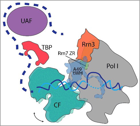 Figure 2. Yeast Pol I PIC highlighting possible upstream location of TBP and UAF. CF (teal) moves in the three States of initiation acting like a ratchet that opens DNA (cyan and blue) using an ATP-independent mechanism. An arrow depicts CF rotational movement. Dashed outline denotes CF, A49 tWH, and Rrn7 ZR mobility during initiation. Previous biochemical studies, in combination with the recent Pol I PIC structures, suggest that TBP (red) may occupy a position more upstream between UAF (purple) and CF. Pol I and Rrn3 are depicted in grey and orange, respectively. Upstream DNA is depicted by a dash blue line.