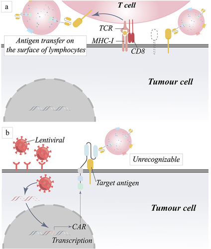 Figure 4 Mechanism of tumor relapse due to down-regulation of target antigen recognition. (a) Trogocytosis decreases the number of tumor antigens by transferring antigens from the surface of tumor cells to the surface of lymphocytes. (b) Masking of target antigens leads to down-regulation of recognition by CAR molecules.