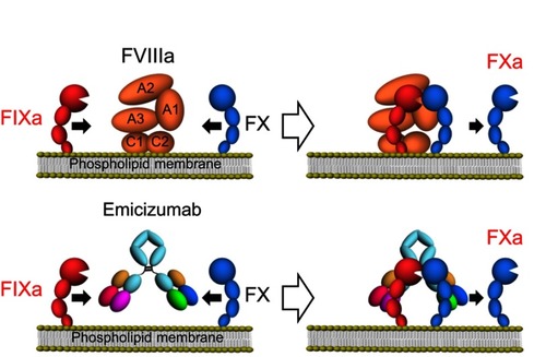 Figure 1 Mode of action of FVIIIa or of a bispecific antibody, emicizumab.Abbreviatons: FVIII, factor VIII; FVIIIa, activated FVIII; FIXa, activated factor IX; FX, factor X.