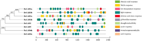 Figure 6. Analysis of CIS sequence of CslD gene promoter in D. catenatum.