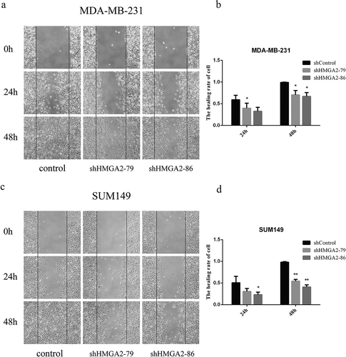 Figure 2. The effects of shHMGA2 on wound healing of TNBC cells