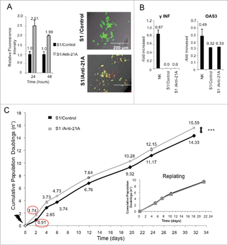 Figure 1. Anti-21A RNAs transfection leads to a transient cell proliferation boost. (A) Quantification of red-labeled Anti-21A RNAs signal in S1 neuroblastoma cells at different time points (seven microscope fields were averaged for each time point). Microscope fields here reported represent S1 cells 24 hours after Anti-21A RNAs transfection. Scale bar: 200 μm. (B) Real time RT-PCR analysis of interferon response biomarkers in S1 cells transfected with Anti-21A RNAs or with water as control; gene expression levels are presented as normalized to GAPDH. Bulk Natural Killer population (NK) was used as positive control. (C) Population doubling of S1 cells transfected with Anti-21A RNAs or water as control, calculated in cell counting experiment. The inset represents the Population Doubling of S1cells replated 20 d after transfection with Anti-21A RNAs or water as control. (***p < 0.001).