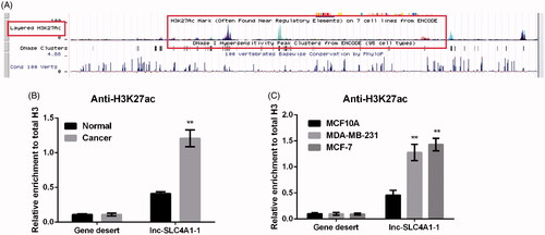 Figure 2. Abnormal expression of lnc-SLC4A1-1 was associated with H3K27 acetylation in breast cancer (BC). (A) Example of promoter region of lnc-SLC4A1-1 in UCSC genome browser. (B) The relationship of lnc-SLC4A1-1 expression and acetylation in BC tissues by chromatin immunoprecipitation (ChIP) assay. (C) The relationship of lnc-SLC4A1-1 expression and acetylation in BC cells by ChIP assay. **p < .01 versus Normal or MCF10A.