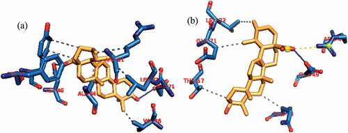 Figure 14. Interactions in human BCL-2-ursolic acid complex (a) cluster 1 and (b) cluster 4. Grey dotted dashed lines: hydrophobic interactions; Blue solid line: Hydrogen bond. Amino acids are in one-letter format and blue color. Ursolic acid is in Orange stick representation.