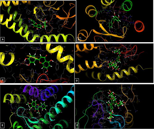 Figure 10. 3D diagrams of ligands interactions with the active sites. (A) Luteolin 7-O-glucoside interactions with the active site of 5L7I. (B and C) Luteolin interactions with the active site of 4QIM and 4QIN, respectively. (D) Isorhamnetin-3-O-rutinoside interactions with the active site of 4O9R. (E) Trimethoxyflavone interactions with the active site of 4N4W. (F) Isorhamnetin-3-O-rutinoside interactions with the active site of the Caspase-3 receptor (3GJQ).