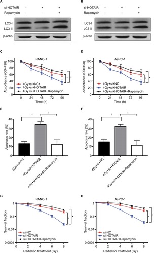 Figure 6 HOTAIR affects radiosensitivity of PC cells by regulating autophagy.Notes: (A, B) The effect of rapamycin treatment on autophagy levels in HOTAIR knockdown cells. (C, D) PANC-1 and AsPC-1 cells were transfected with si-NC or si-HOTAIR or combined si-HOTAIR and rapamycin. Cell proliferation was detected at the indicated times after 4 Gy of radiation treatment. (E, F) Cell apoptosis was tested by flow cytometry at 24 hours after radiotherapy. (G, H) Colony formation assay was performed in PC cells with different doses of radiation treatment. *P<0.05.Abbreviations: HOTAIR, HOX transcript antisense RNA; PC, pancreatic cancer.