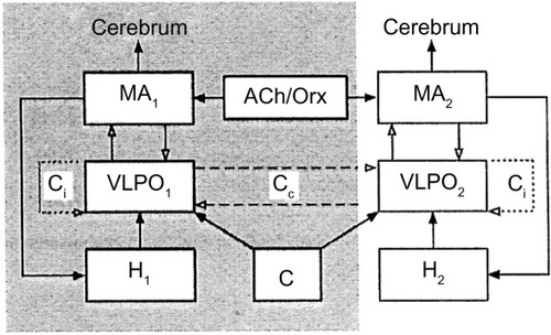 Figure 5 Model of unihemispheric sleep.