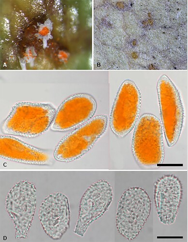 Figure 22. Puccinia otira on Olearia arborescens. A, Aecia. B, Uredinia. C, Aeciospores. D, Urediniospores. Scale bars = 20 μm.