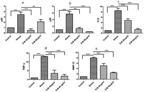 Figure 5. The mRNA expression level of proinflammatory markers where, (a) represents expression levels of TNF-α, (b) indicates mRNA levels of p65, (c) reveals the expression levels of p50, (d) fold change of MMP-13 and (e) indicates the expression level of IL1β