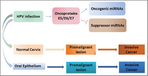 Figure 2. The Interplay of HPV-regulated miRNAs with malignant transformation in oral and cervical cancer.