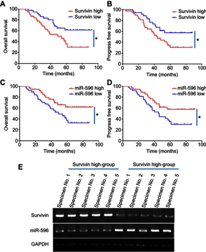 Figure 3 Expression of Survivin/miR-596 and correlation with patients’ prognosis (A–B). Kaplan–Meier survival curves and log-rank tests were used to compare the OS (A) or PFS (B) of low-Survivin group and high-Survivin group patients (C-D). Kaplan–Meier survival curves and log-rank tests were used to compare the OS (C) or PFS (D) of low-miR-596 group and high-miR-596 group patients. (E) The representative image of clinical specimens by qPCR and DNA electrophoresis. *P<0.05.Abbreviations: miR, microRNA; OS, overall survival; PFS, progression-free survival.