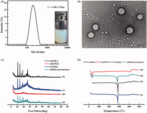 Figure 1. Preparation and characterization of GKA-NSps. (A) Particle size distribution and photograph of GKA-NSps; (B) TEM image of GKA-NSps; (C) XRD patterns of the GKA bulk powder, stabilizer (TPGS), GKA-NSps, and the physical mixture of GKA bulk powder and TPGS; (D) Differential scanning calorimetry thermograms of the GKA bulk powder, stabilizer (TPGS), GKA-NSps, and the physical mixture of GKA bulk powder and TPGS.