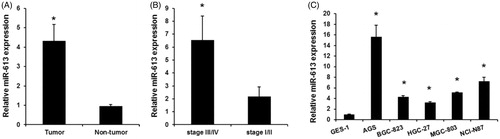 Figure 1. miR-613 expression levels in gastric cancers. (A), qPCR assay detected the expression levels of miR-613 in gastric cancer samples and adjacent non-tumour tissues. Data are presented as means ± SD from three independent experiments. *p < .01 versus non-tumour group. (B), qPCR assay detected the expression levels of miR-613 in III/IV gastric cancer and stage-I/stage-II gastric cancer. (C), the expression levels of miR-613 in normal gastric epithelial GES-1 cells and gastric cancer cells (AGS, BGC-823, HGC-27, MGC-803, NCI-N87). Data are presented as means ± SD from three independent experiments. *p < .01 versus GES-1 group.