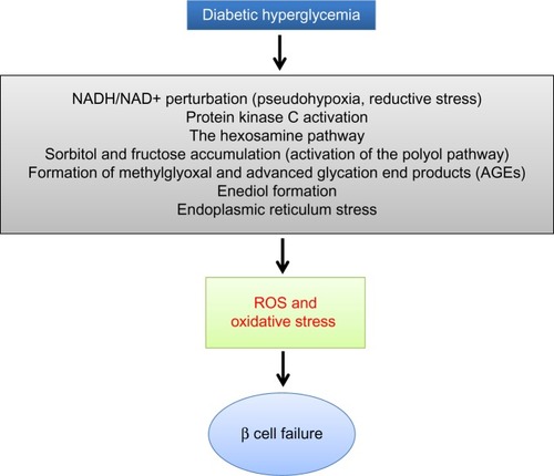 Figure 2 Mechanisms by which diabetic hyperglycemia can impose glucotoxicity on β cells.