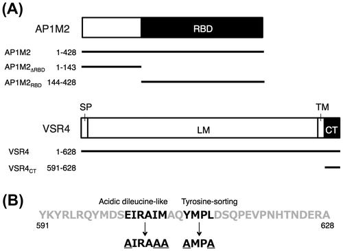 Fig. 1. Mapping probes used in the subcellular localization of Arabidopsis VSR4, and BiFC and co-IP analyses on the Arabidopsis VSR4 and AP1M2 interaction.