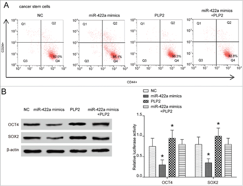 Figure 3. MiR-422a suppressed BCSCs properties by PLP2 downregulation. (A) BCSCs population decreased in miR-422a mimics group and increased in PLP2 overexpression group. (B) Stemness markers OCT4 and SOX2 expression were significantly suppressed in miR-422a mimics group and elevated in PLP2 overexpression group.