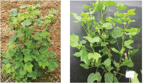 Figure 2. Two photos of ratoon cotton regrowing for a second lifecycle were taken in Nanning, Guangxi, China. Note that the ratoon cotton with lots of buds was cut at an approximate height of 45 cm in the left photo. Subsequently, the weaker buds were removed, leaving only about three stronger buds on each plant to grow in the right photo