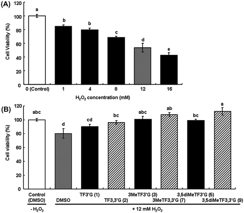 Fig. 3. Inhibitory effect of O-methylated TFs on oxidative damage in H2O2-damaged HepG2 cells.Notes: (A) Estimation of cell viability by H2O2-treatment. (B) Inhibitory effects of 1–3, 5, 7, and 9 on oxidative damage in H2O2-damaged HepG2 cells. The values were calculated as a percentage of the control cells, and shown as means ± SEM (n = 6). Different symbols above bars indicate significant difference (p < 0.05).