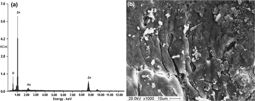 Figure 5. (a) EDS spectra (b) SEM image of ZnO nanocrystal-coated leather.