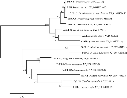Figure 3. Phylogenetic tree of BrcSPL8 and other SPL8 homologs.