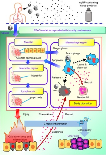 Figure 8 A conceptual model showing mechanisms of inflammation response exposed to aerosolized AgNPs via inhalation.Abbreviations: AgNP, silver nanoparticle; PBAD, physiologically based alveolar deposition.