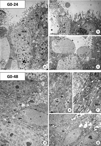 Figure 6. The midgut epithelium of G. mellonella 7th instar larva in experimental groups G0-24 (a-c) and G0-48 (d-g). TEM. Digestive cells (dc), goblet cells (gc), mitochondria (m), microvilli (mv), cytoplasmic projections of goblet cells (arrows), cisterns of RER (RER), autophagic structures (au), goblet cell cavity (stars), apocrine secretion arrowhead), midgut lumen (l). (a) Scale bar = 2.3 μm. (b) Scale bar = 1.9 μm. (c) Scale bar = 2.9 μm. (d) Scale bar = 1.1 μm. (e) Scale bar = 1.5 μm. (f) Scale bar = 1.3 μm. (g) Scale bar = 1.7 μm.