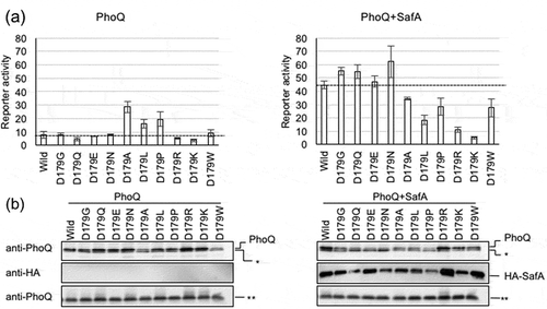 Figure 3. Effect of mutations in PhoQ D179. (a) The effect of D179 substitutions was assayed by measuring reported β-galactosidase activities under the mgtA promoter. Analyzed strains were: MC4100 ΔphoQ PmgtA-lacZ transformed with pBAD-phoQ or pBAD-phoQ bearing D179 mutations; and with pHSG576 (vector) or pHSG576 ha-safA. Cells were proliferated in LB medium containing 50 µg/mL ampicillin, 25 µg/mL chloramphenicol, 1 mM IPTG, 1 mM cAMP, 0.002% L-arabinose, and 10 mM MgCl2. Columns represent the means of the results of at least two independent experiments with standard errors. (b) Accumulation of PhoQ, PhoQ with D179 mutations, and HA-SafA. Immunoblotting analyses using anti-PhoQ antiserum for PhoQ detection and anti-HA antibody for HA-SafA detection are shown. Samples are from the same culture as those subjected to β-galactosidase assay. Asterisks (* and **) indicate nonspecific bands detected by anti-PhoQ, and the panels indicated by ** serve as the loading control. The complete scanned gels for western blots are shown in Figure S1.