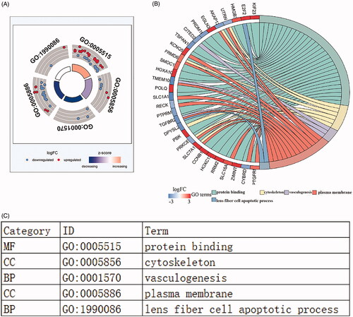 Figure 6. Functional enrichment analysis of lncRNA-mediated differentially expressed mRNAs in LUSC. The outer circle represents the expression (logFC) of DElncRNA-related differentially expressed mRNAs in each enriched GO (gene ontology) terms: red dots which were on the each Go terms indicated the up-regulated differentially expressed mRNAs. Blue dots indicated the down-regulated differentially expressed mRNAs. The inner circle indicates the significance of GO terms (log10-adjusted p values). (A). The circle indicates the correlation between statistically top 30 differentially expressed mRNAs and their gene ontology terms. (B).