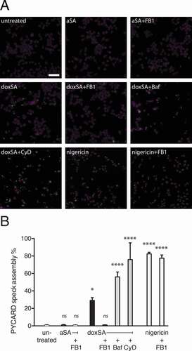 Figure 5. 1-Deoxysphingolipids trigger PYCARD speck assembly. Clonal macrophage reporter (CMR) cells overexpressing fluorescent PYCARD were pretreated with the CASP1 inhibitor before incubation with 1 μM alkyne SA or 1 μM doxSA mix or 10 µM nigericin for 16 h or 90 min (nigericin). If applying cells were also pretreated with cytochalasin D (CyD) or bafilomycin A (Baf) or co-treated with 25 μg/mL FB1. After fixation and staining of nuclei epifluorescence microscopy was performed. (A) Micrographs depict activated PYCARD specks (green) and nuclei (magenta, DRAQ5). Note that activation usually leads to formation of one PYCARD speck per cell. Scale bar, 50 μm. (B) Semi-quantitative analysis of PYCARD speck assembly (% of all cells) upon the various treatments. Mean values ± SEM are plotted. Statistical differences were calculated by ANOVA followed by Dunnett’s multiple comparison test. Adjusted P values: **** p < 0.0001; * p = 0.0121; ns – not significant; all vs. untreated control