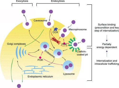 Figure 4 Schematic diagram of the nonspecific and partially energy-dependent transport of polymer nanoparticles in Caco-2 epithelial cells.Notes: Black arrows represent the pathways we have demonstrated in this study, and green arrows indicate the proven pathways in previous reports. Red, blue, and pink arrows represent the proven regulation by actin, COX, and PI3K, respectively.Abbreviations: COX, cyclooxygenase; PI3K, phosphatidylinositol 3-kinase.