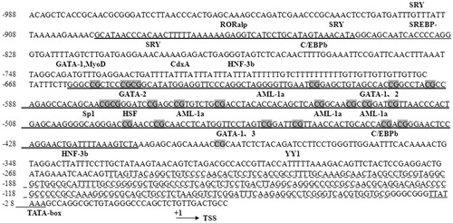 Figure 4. Characterisation of pADRP gene 5′ flanking sequences. Sequences with double underscores and dashed underline represented two CpG islands in the promoter of the pADRP gene region, respectively. Observed/Expected ratio >0.60; the length of CpG islands >200 bp. CpG sites are highlighted in grey. Transcription factor binding sites analysed using TESS are indicated above the sequences.