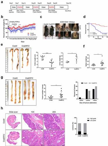 Figure 6. Susceptibility to carcinogenesis is enhanced in Cldn-7-deficient mice in the AOM/DSS-induced colitis-associated colorectal model. (a) Schematic representation of AOM/DSS treatment to induce CAC. (b) Changes of body weight curve in AOM/DSS induction period. (c) Representative images of gross morphology and anal fistula at the end point of 120 days. (d) Survival analysis at the end of the experiment. (e) Representative views of colons, lengths and weights of colons at day 120 after AOM injection (*p < .05, ****p < .0001, n = 6–10). (f) Spleen weights (*p < .05, n = 10). (g) Representative images of colon tumors in AOM/DSS-induced mice. The number of lesions in the entire colon per mouse was counted, and the size of each lesion was measured (*p < .05, n = 10). (h) Images of H&E-stained colon sections demonstrated histologic features of tumors in CreW and CreERT2 mice (Scale bars: 50 µm). Right: Tumors were classified into low or high grade based on histological analysis. Images were visualized using Nikon Eclipse E200 microscope